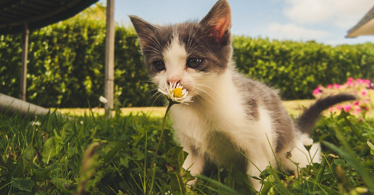 Kattelem med chip – Den smarte måde at beskytte din kat på