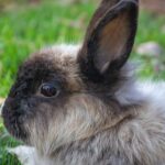 Kanin Legetøj: En Uundværlig Del af Dit Kæledyrs Livsstil