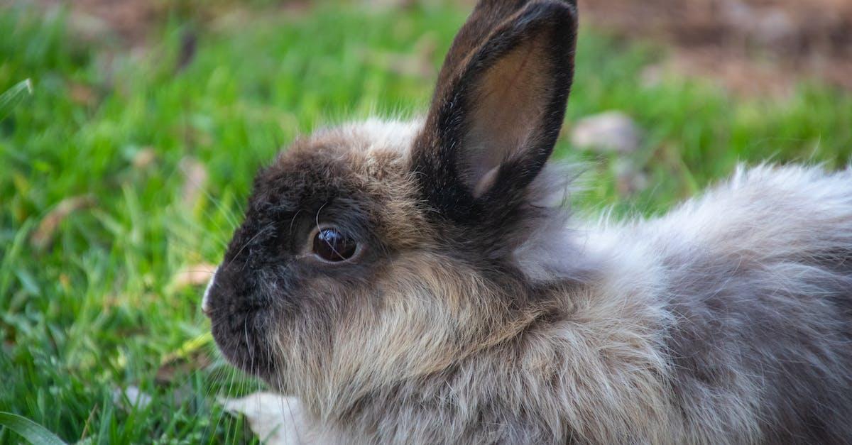 Kanin Legetøj: En Uundværlig Del af Dit Kæledyrs Livsstil
