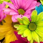 Opdag Eksklusive Tørrede Blomster til Salg Her